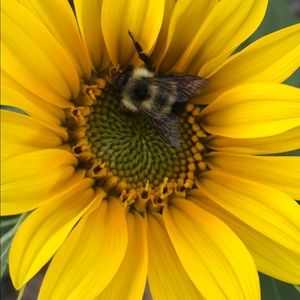 Meet your Posher, Hope